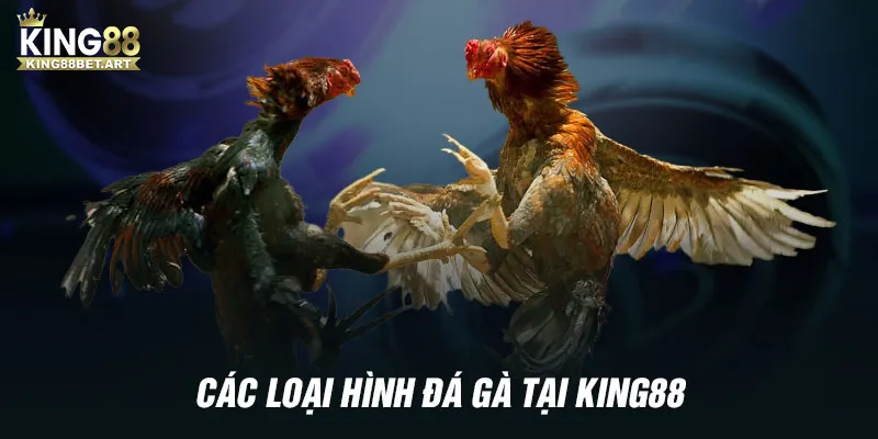 Các loại hình đá gà tại KING88