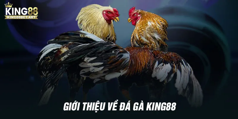 Giới thiệu về đá gà KING88