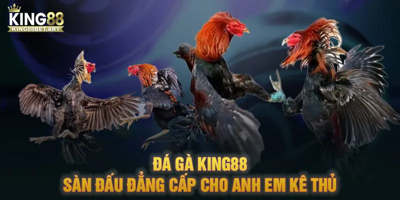 Đá gà KING88 - Sàn đấu đẳng cấp cho anh em kê thủ